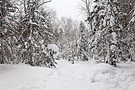 林海雪原,森林,白雪,吉林,延边