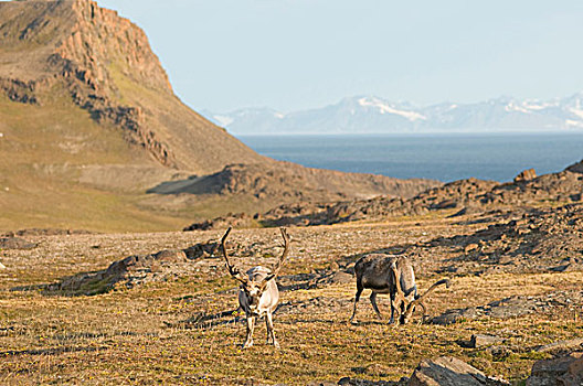 挪威,斯瓦尔巴群岛,斯匹次卑尔根岛,斯瓦尔巴特群岛,驯鹿,小,驯鹿属,一对,成年,觅食,苔原