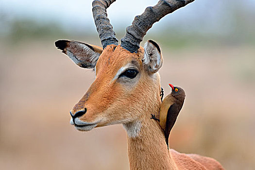 红嘴牛椋鸟,颈部,雄性,黑斑羚,克鲁格国家公园,南非,非洲