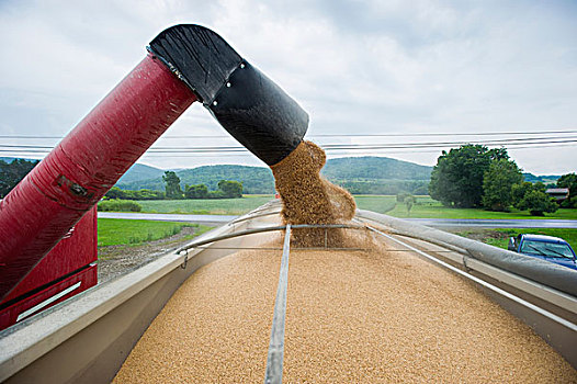 卸载,小麦,卡车,诺克斯维尔,宾夕法尼亚,美国