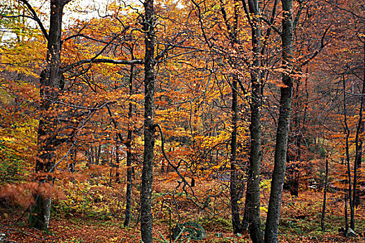 树林,秋天