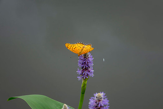 蝴蝶,蝶恋花