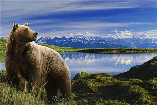 合成效果,棕熊,站立,正面,湖,山,麦金利山,背景,阿拉斯加