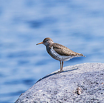 鸟,石头,水,背景,地点,安大略省,加拿大