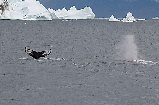 格陵兰,半岛,迪斯科湾,靠近,一对,驼背鲸,大翅鲸属,鲸鱼