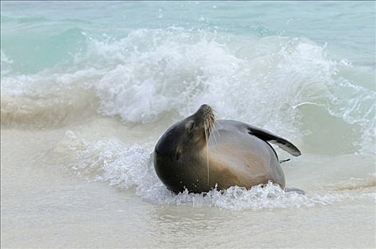 加州海狮,游泳,西班牙岛,加拉帕戈斯,厄瓜多尔,南美