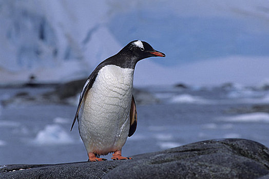 南极,港口,巴布亚企鹅