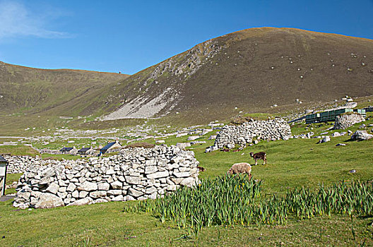 苏格兰,岛屿,外赫布里底群岛,历史,原始,绵羊,本土动植物,老,石头,乡村,遗址