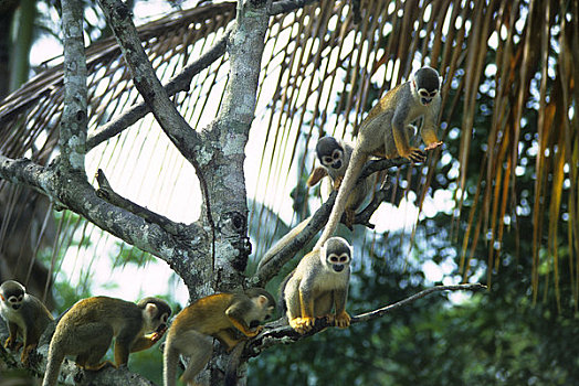 亚马逊河,松鼠猴,热带雨林