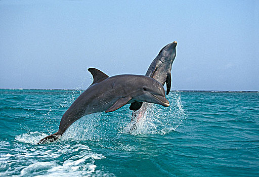 宽吻海豚,成年,跳跃,洪都拉斯