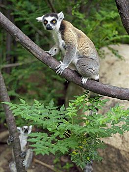 节尾狐猴,狐猴,保护区,成功,小,世界自然基金会,协助,三个,岁月,南方,马达加斯加,巨大