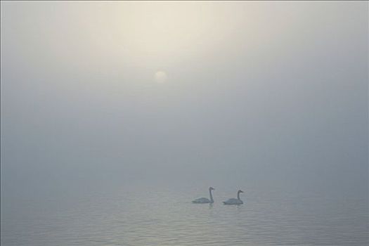 日出,上方,一对,天鹅,漂浮,薄雾,遮盖,湖,冰岛