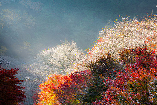 名古屋,樱花,秋天