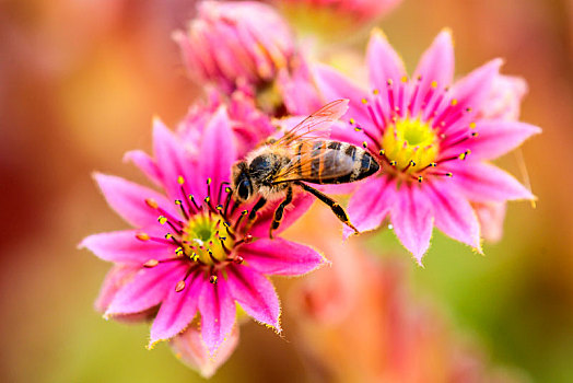 石莲花,蜜蜂