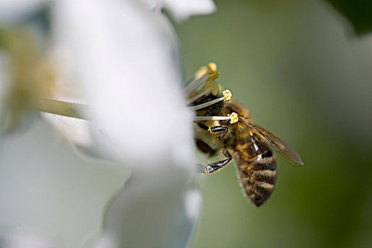 蜜蜂,花萼