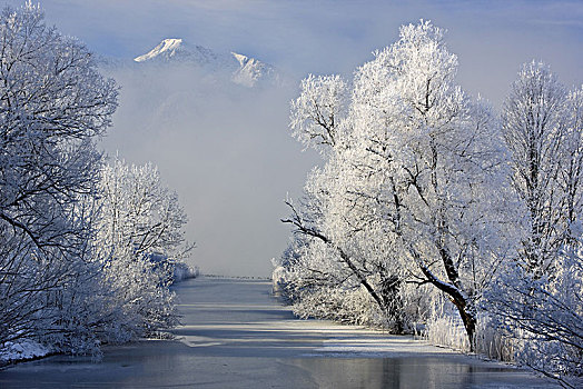 德国,巴伐利亚,上巴伐利亚,冬季风景,洛伊萨赫河,苔藓