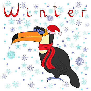 巨嘴鸟,寒冷,冬天