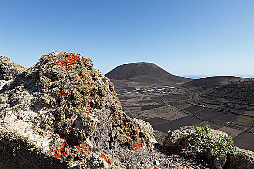 苔藓,岩石上,正面,火山,兰索罗特岛,加纳利群岛,西班牙,欧洲