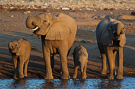 非洲象,饲养,牧群,水潭,夜光,埃托沙国家公园,纳米比亚,非洲