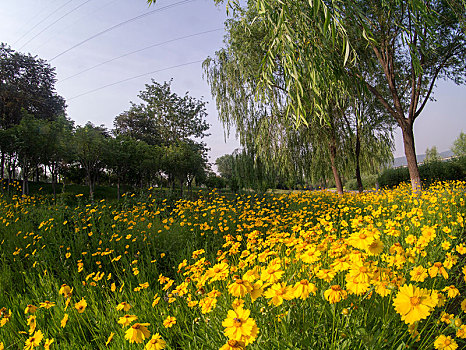 黄花树林