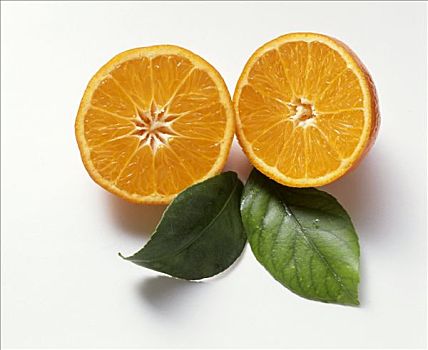 平分,柑橘,叶子