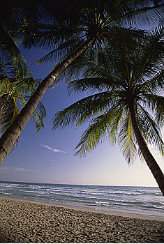 棕榈树,海滩,海洋,玛格丽塔岛,委内瑞拉