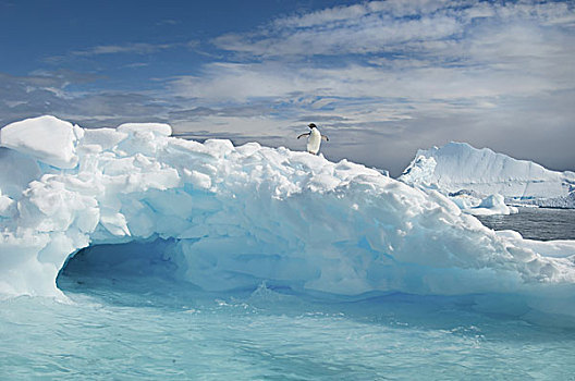 阿德利企鹅,冰山,南极,海洋