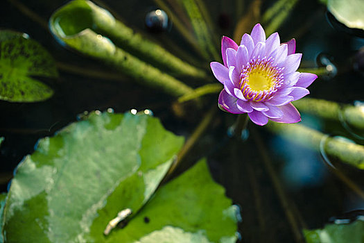 莲花,水塘