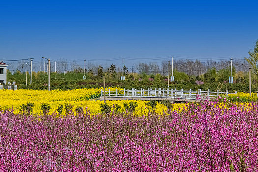 江苏省盐城市乡村桃花园自然景观