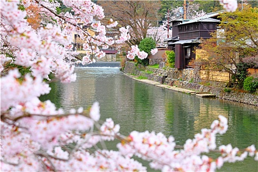 樱花,京都