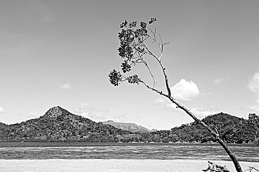 菲律宾,岛屿,漂亮,树,山,船,游客