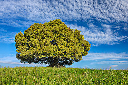 圣栎,冬青栎,站立,一个,托斯卡纳,地中海,区域,意大利