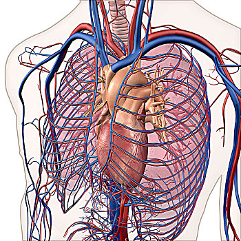 循环系统,心脏,肺,室内,透明,胸部