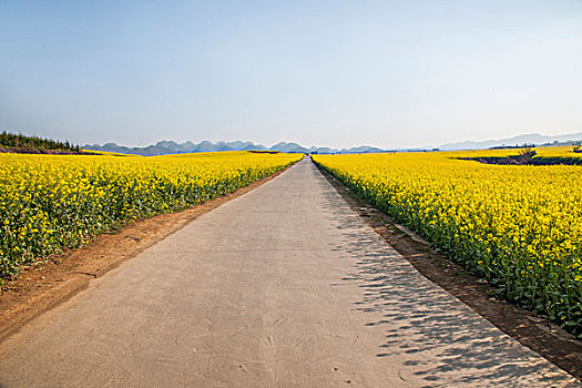 云南罗平小补朵坝子上乡村公路边的油菜花