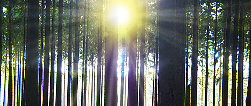 阳光,树林