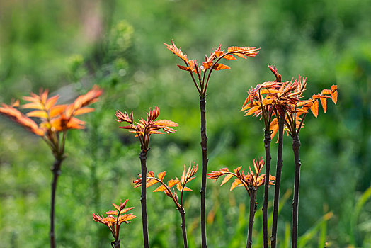 植物椿照片图片