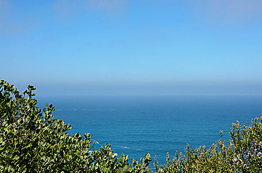 海边植物和蓝天海洋背景