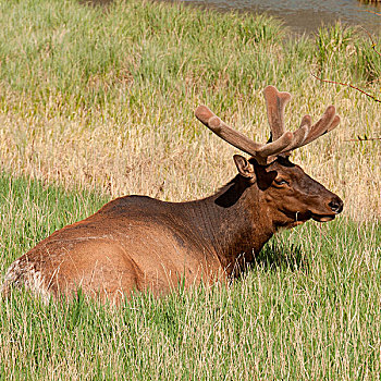 麋鹿,休息,草,碧玉国家公园,艾伯塔省,加拿大