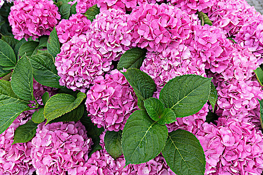 粉色,花,八仙花,石荷州,德国,欧洲