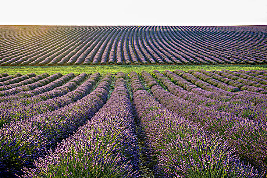 薰衣草种植区,瓦伦索,瓦伦索高原,普罗旺斯,法国,欧洲
