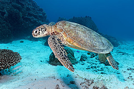 绿海龟,游泳,上方,沙,海底,正面,珊瑚礁,大堡礁,世界遗产,太平洋,澳大利亚,大洋洲