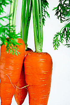 胡萝卜根菜,是人类重要的食物蔬菜,富含胡萝卜素,素食者营养和保健重要成分