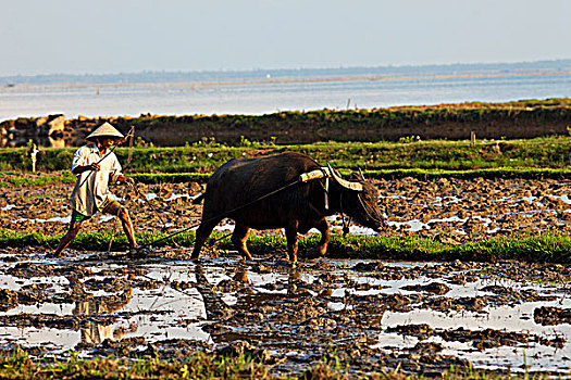 越南,农民,水牛,稻田
