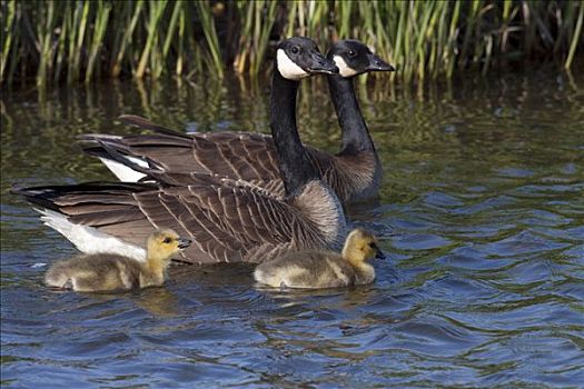 成年,加拿大,鹅,游泳,两个,诞生,小鹅,幼禽,湿地,阿拉斯加,春天