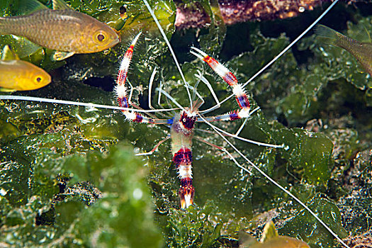 珊瑚虾,秘密,巴厘岛,印度尼西亚,亚洲
