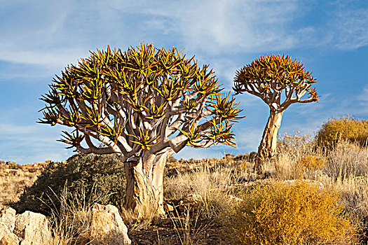 抖树,国家公园,纳米比亚,非洲