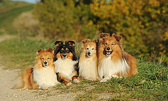 喜乐蒂犬,设得兰牧羊犬,三色,几个,狗,卧,靠近,相互,德国,欧洲