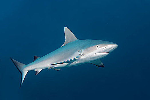 灰礁鲨,黑尾真鲨,印度洋,马尔代夫,亚洲