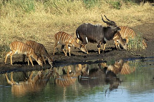 林羚,雌性,水坑,南非