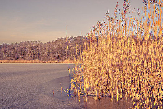冰冻,湖,芦苇,冬季风景